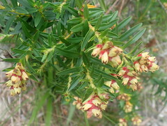 Penaea cneorum gigantea