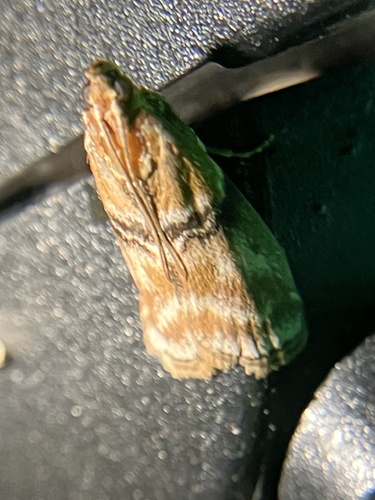 Poplar bud borer moth photo 2