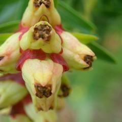 Penaea cneorum gigantea