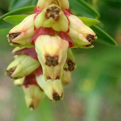 Penaea cneorum gigantea