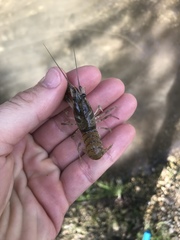 Faxonius occidentalis