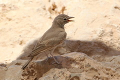 Ammomanes deserti
