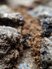 Camponotus peleliuensis