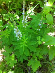 Lupinus caudatus