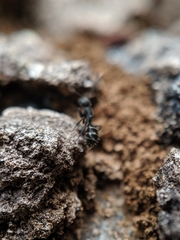 Camponotus peleliuensis