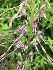 Himantoglossum adriaticum