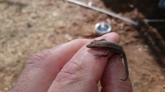 Cryptoblepharus