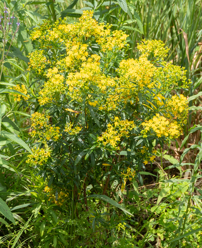 Bushy St. Johnswort (Hypericum densiflorum)