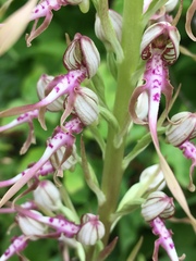 Himantoglossum adriaticum