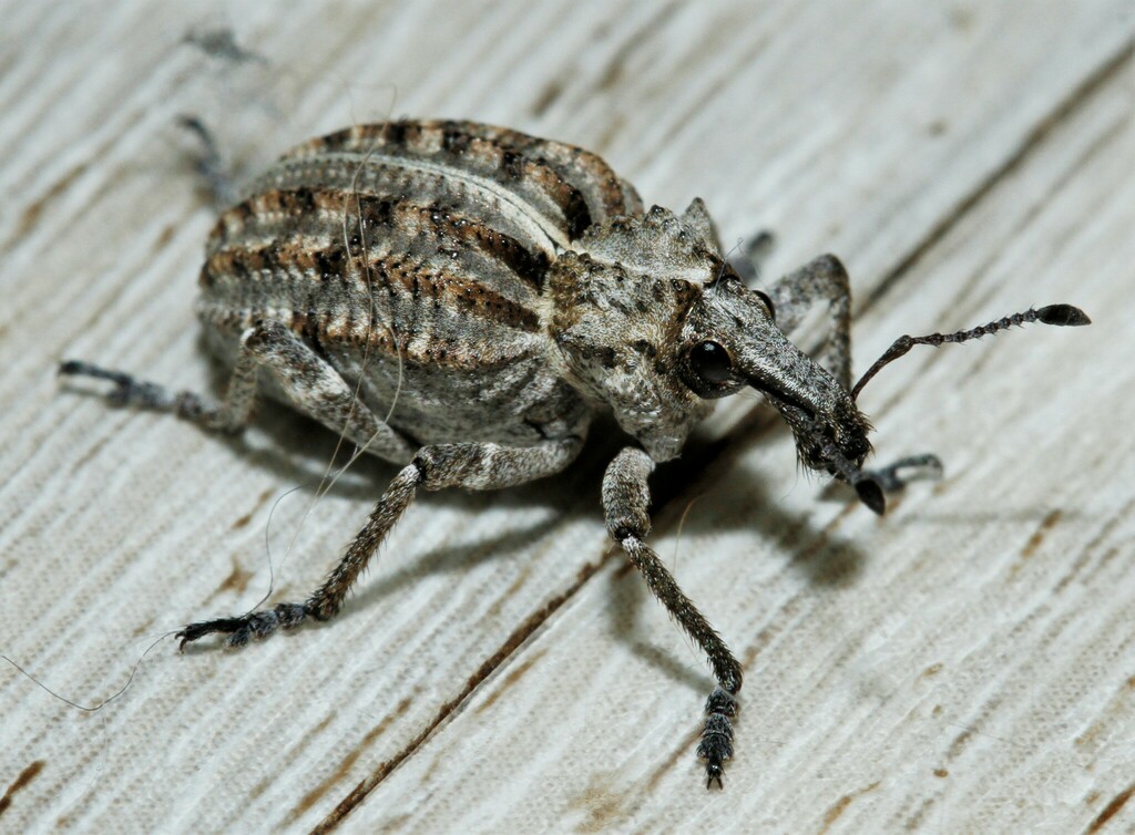 Spiny Donkeyface Weevil