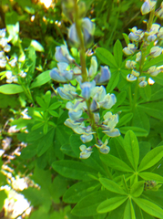 Lupinus caudatus