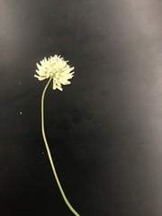 Cephalaria