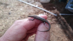 Cryptoblepharus