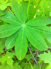 Lupinus caudatus