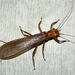 Common Stoneflies - Photo (c) G. L. Dearman, some rights reserved (CC BY-NC), uploaded by G. L. Dearman