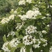 Common Dogwood - Photo (c) Ирина, some rights reserved (CC BY-NC), uploaded by Ирина