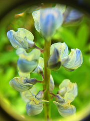 Lupinus caudatus