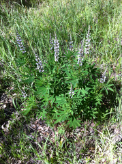 Lupinus caudatus