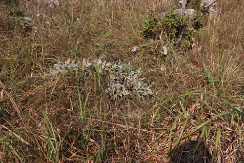 Image of Helichrysum acutatum by (c) Tony Rebelo, some rights reserved (CC BY-SA)