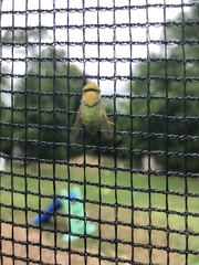 Chlorotabanus crepuscularis