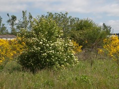 Viburnum ellipticum