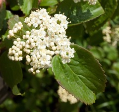 Viburnum ellipticum