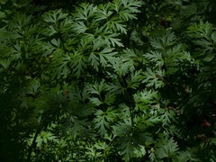 Lomatium dissectum