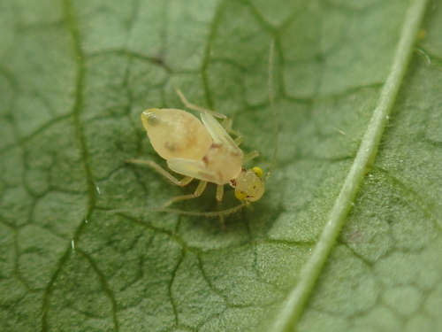 Chilenocaecilius ornatipennis