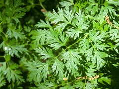 Lomatium dissectum