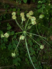 Lomatium dissectum