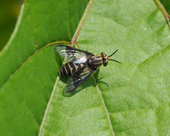 Chrysops callidus