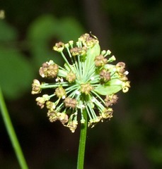 Lomatium dissectum