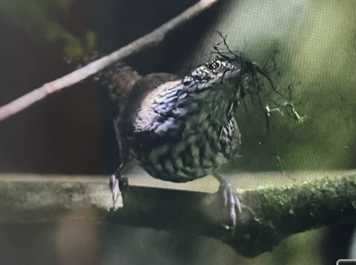 Stripe-breasted Wren (Cantorchilus thoracicus), photo 8