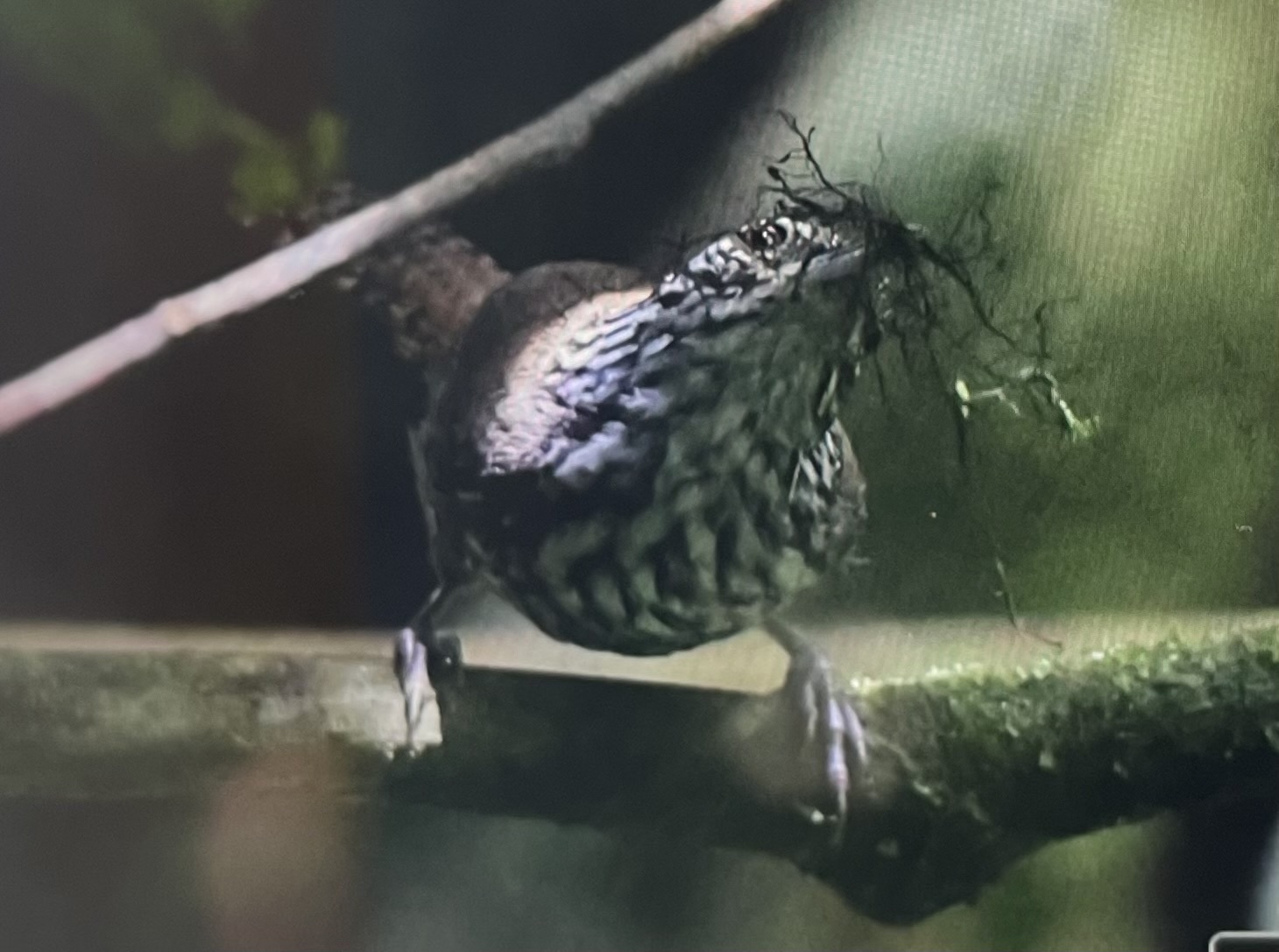 Stripe-breasted Wren (Cantorchilus thoracicus), photo 6