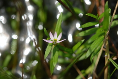 Lobelia chinensis
