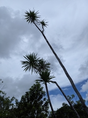 Dracaena