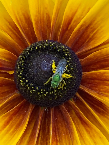 Bicolored Striped Sweat Bee photo 5