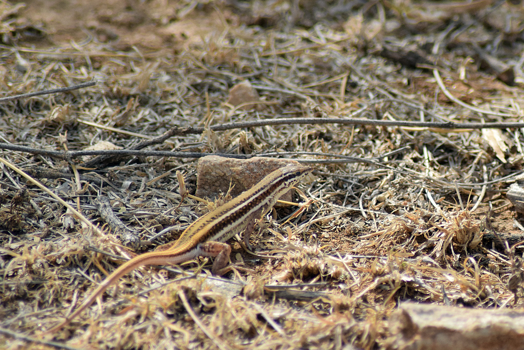 Pushkar Small-Scaled Snake-Eye