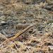 Pushkar Small-scaled Snake-Eye - Photo (c) Rahulratan Chauhan, some rights reserved (CC BY-NC), uploaded by Rahulratan Chauhan