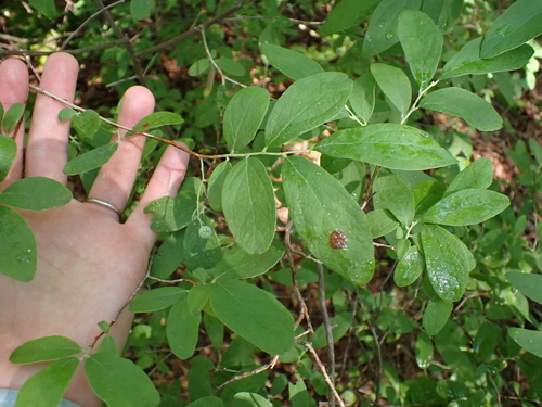 Image of Gaylussacia frondosa by (c) Steven Lamonde, some rights reserved (CC BY)