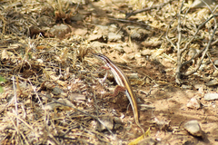 Pushkar Small-Scaled Snake-Eye photo 2