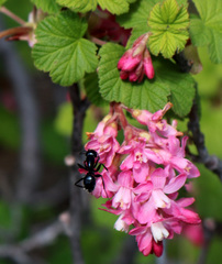 Camponotus laevissimus