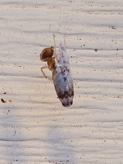 Endrosis sarcitrella