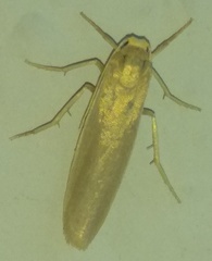 Eilema marcida
