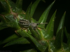 Damoetas