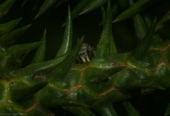 Damoetas
