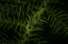 Damoetas