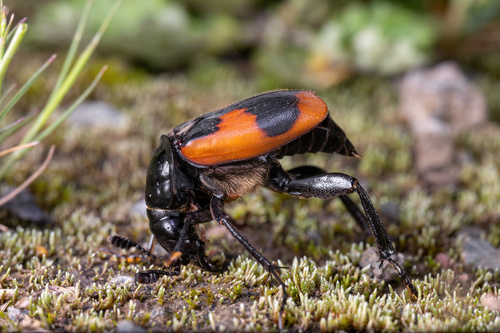 Nicrophorus przewalskii