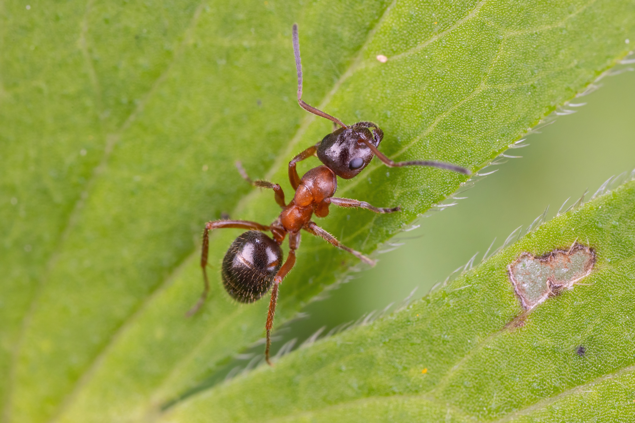 Formica tibetana