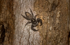 Ocrisiona melancholica
